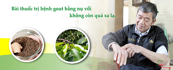 NỤ VỐI HỖ TRỢ ĐIỀU TRỊ BỆNH GOUT